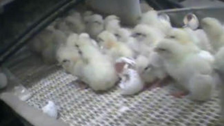 Na farmah vsako leto pobijejo 200 milijonov piščancev moškega spola.