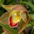 Cymbidium