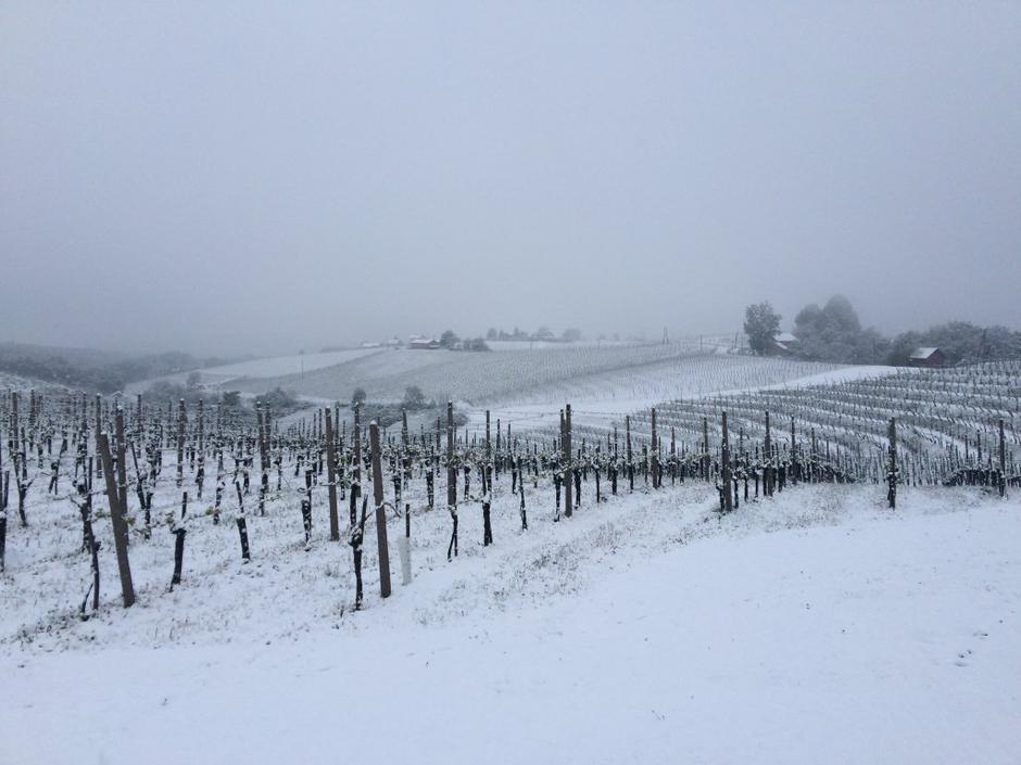 Zmrzal v vinogradu | Avtor: P&F Jeruzalem