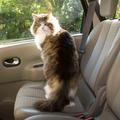 Mačka v avtu