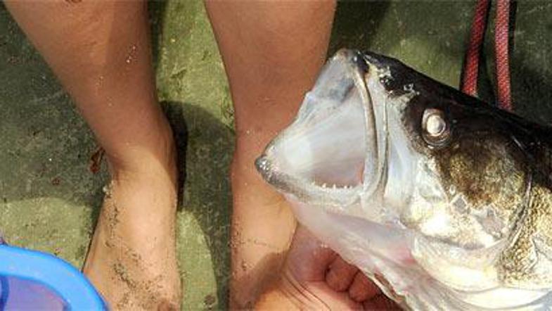 Smuč je strašil v jezeru Maggiore (slika je simbolična).