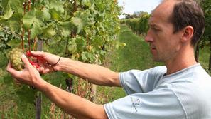 Alojz Gaube ml. pravi, da bo letošnja letina grozdja zaradi toče količinsko neko