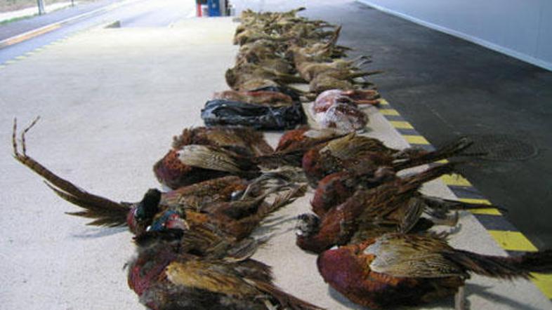 Cariniki so na mejnem prehodu Dragonja pri hrvaškem državljanu odkrili 77 ptic, 