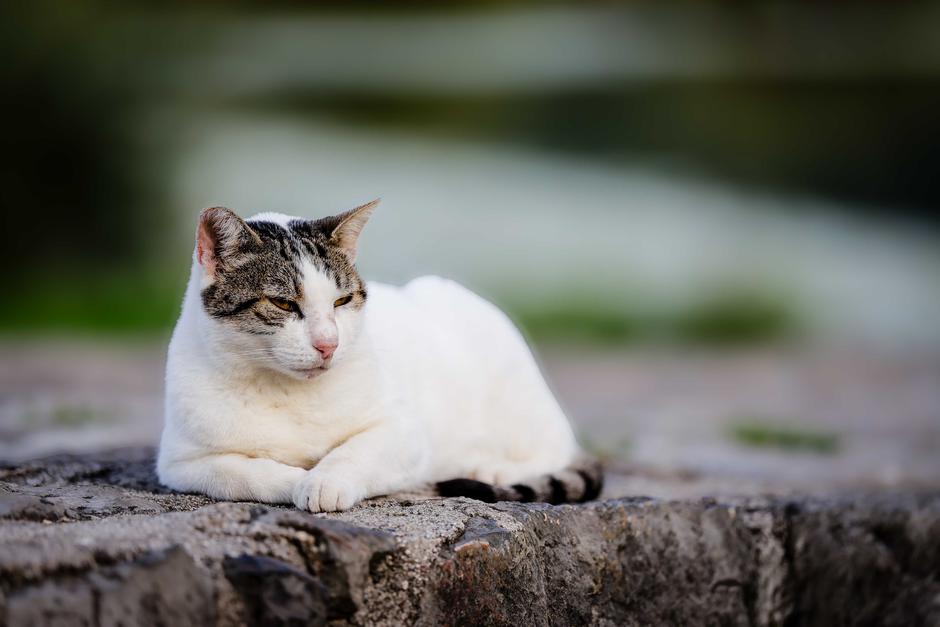 mačka | Avtor: Saša Despot