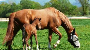 Konjeniški klub gibanje