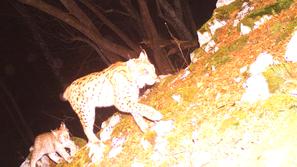 Projekt LIFE Lynx: Risinji Teja in Mala