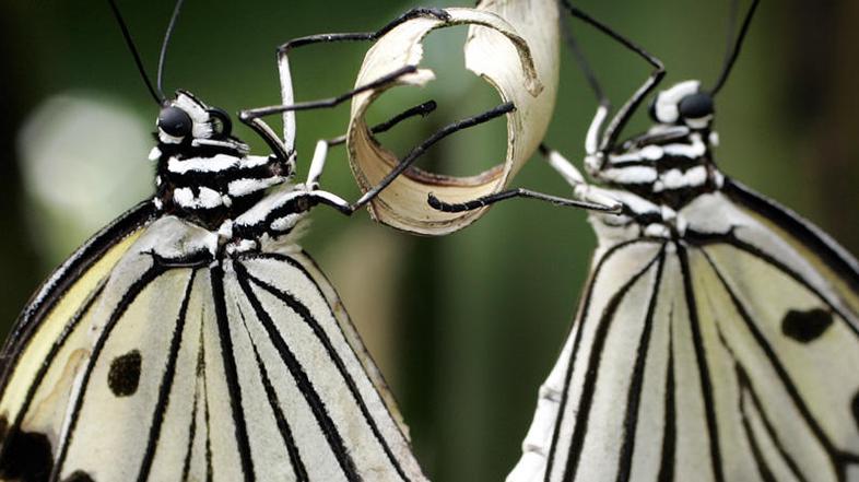 Čeprav se bodo nekatere vrste sposobne seliti v druge zemljepisne pasove ali se 