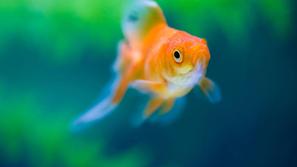 Bodite previdni pri izbiri rib za vaš ribnik. (Foto: Shutterstock)