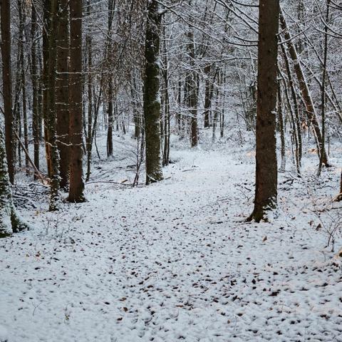 Sneg, zasnežena cesta, vreme, zima