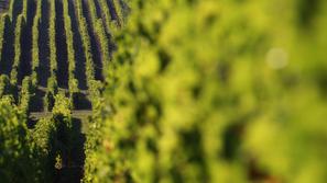 razno 21.05.13. trta, vinograd, A general view of the Tenuta dell'Ornellaia esta