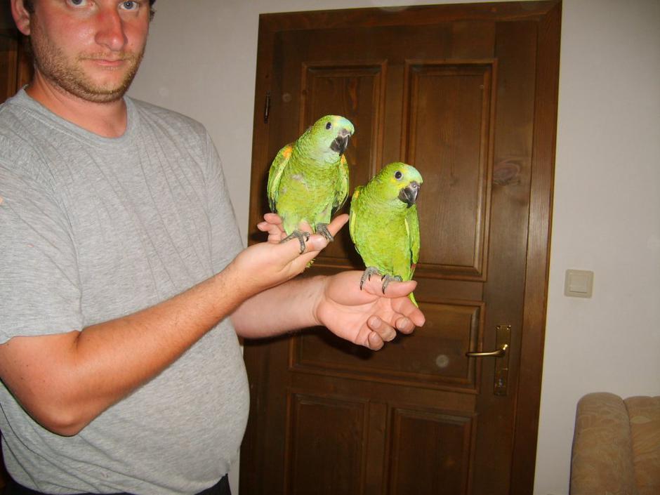 Vzreja papig Miha Purgar | Avtor: Miha Purgar