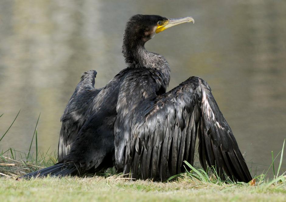 Kormoran | Avtor: EPA