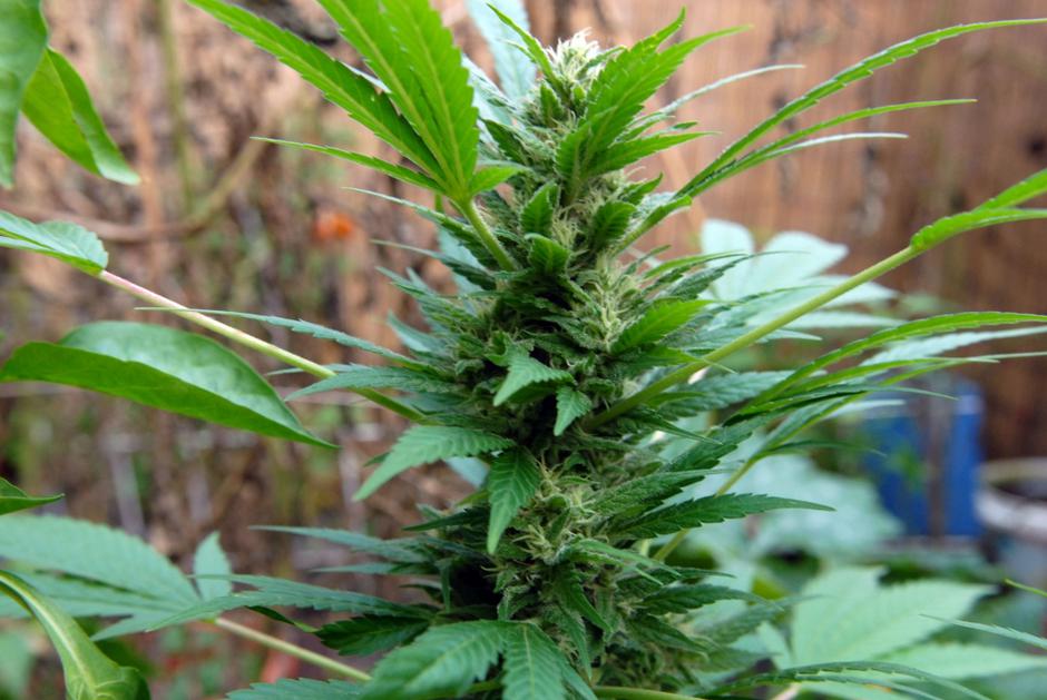 slovenija 05.10.07, konoplja, marihuana, droga, foto Dejan Mijovic | Avtor: Dejan Mijović