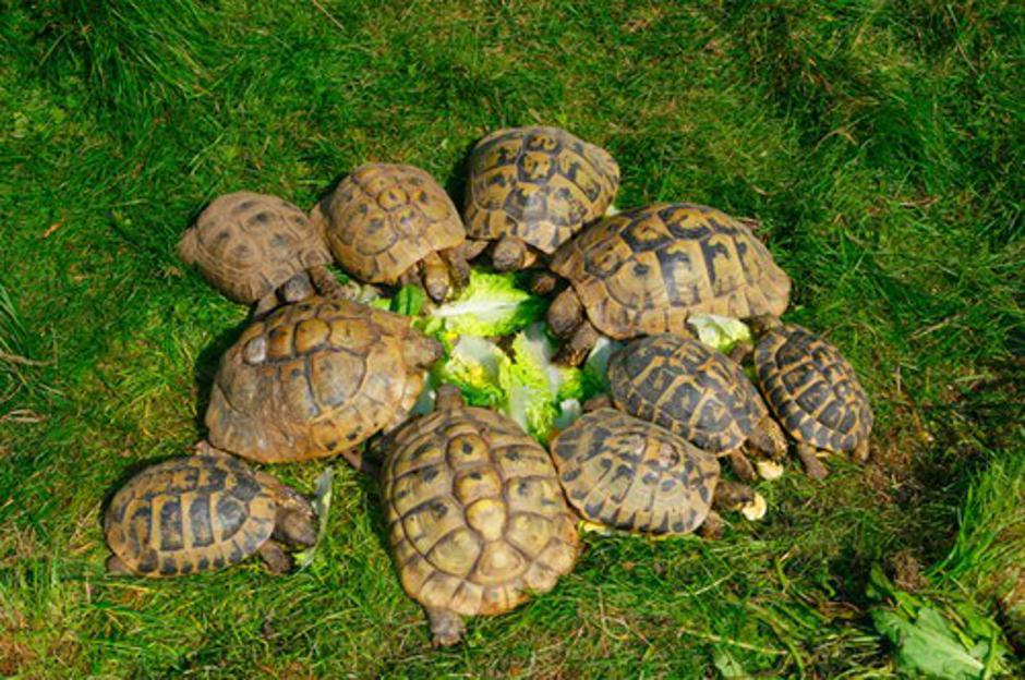 Grške želve | Avtor: Profimedias