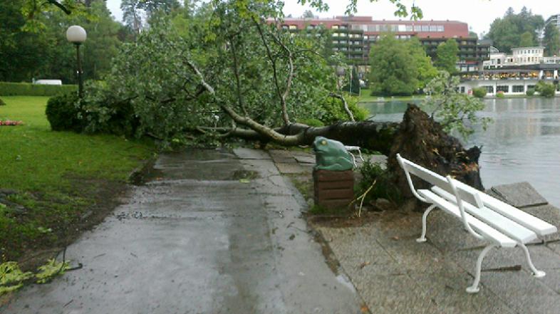 Drevo je včeraj padlo tudi na blejsko promenado. Pri tem na srečo nihče ni bil p