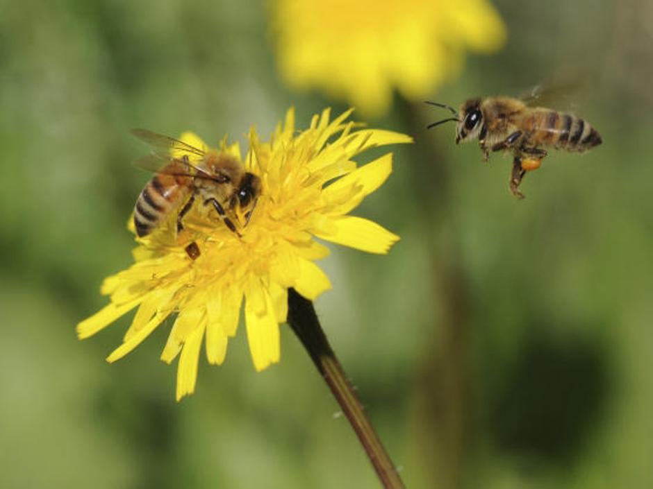 Čebele z območja Postojne so bile po navedbah Vursa najverjetneje zastrupljene. | Avtor: Žurnal24 main