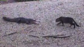 Mačka proti aligatorju