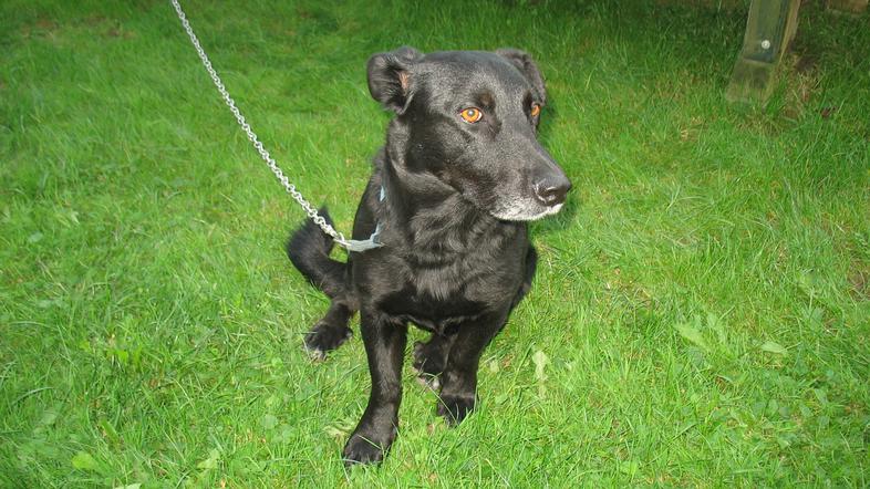 Pes ugriznil otroka, policija prosi za pomoč