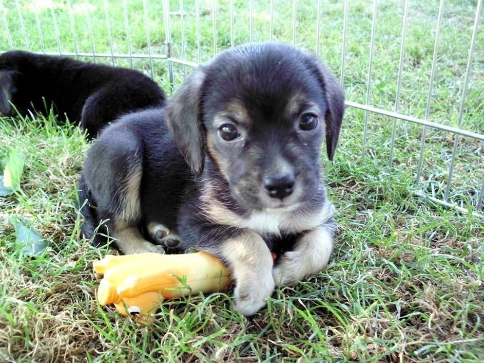 mladički psički pes mladiček zavrženi