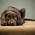 Strah pred glasnimi zvoki in petardami ima veliko psov. (Foto: Shutterstock)