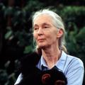 jane goodall