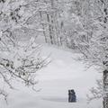 Avstrija, sneg