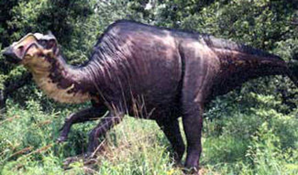 Naši sosedje so našli dinozavrove stopinje