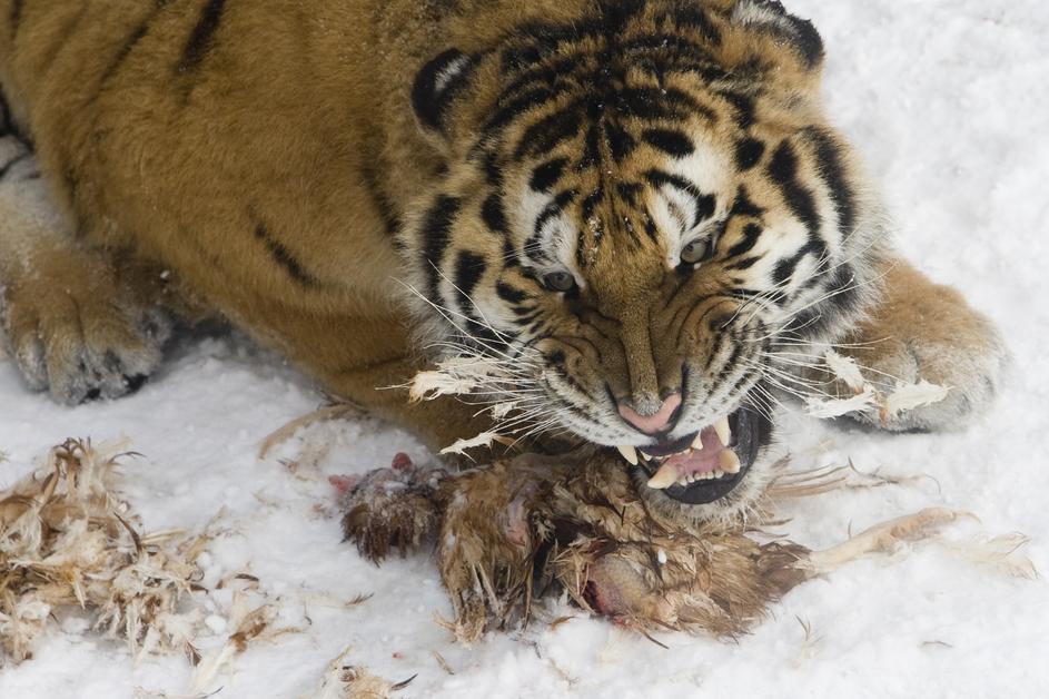 sibirski tiger, kitajska, rezervat, park, ogrožene živali