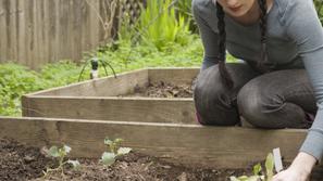 vrtnarjenje, vrtiček, zelenjava, zelišča
