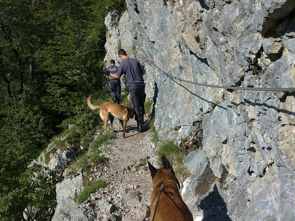 policijski pes | Avtor: Štefan Vajd