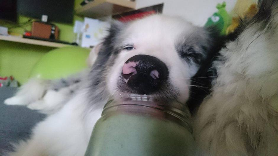 Pasji kokos | Avtor: Žurnal24 main