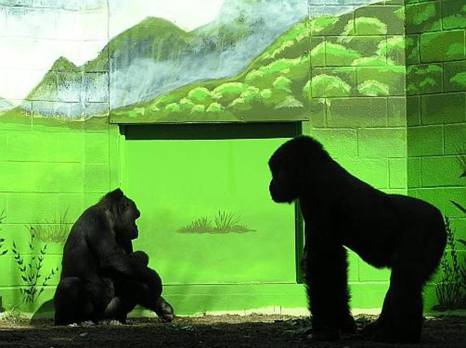 Pred "stanovanjem" goril vedno stoji veliko obiskovalcev – podobnost je preveč o