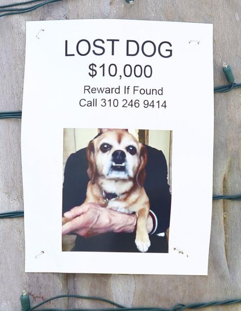 Sylvester Stallone pes