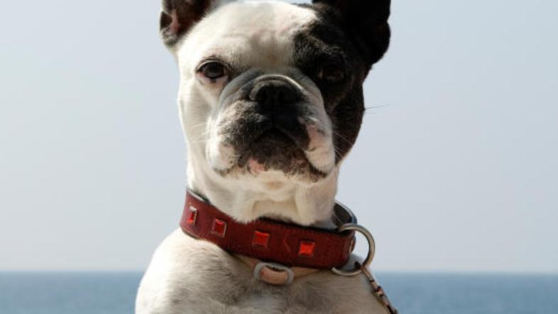 Sprehode in druge dejavnosti omejite na jutranje in večerne ure. (Foto: iStockph