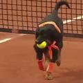 Brazil Open tenis psi pobiralci žogic