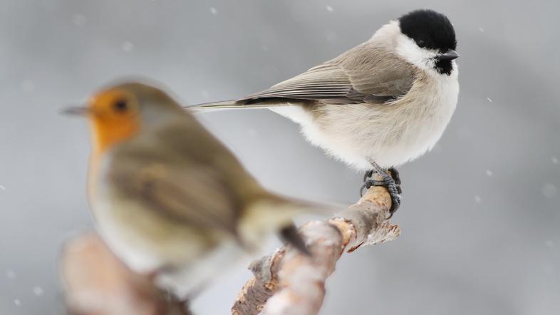 Močvorska sinica in taščica