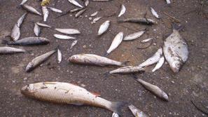 V potoku Lendava je poginilo 1000 kilogramov rib.