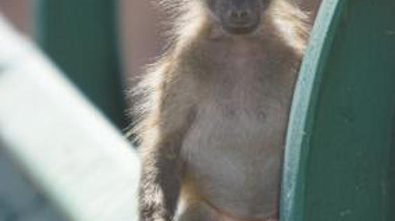 Mali, suhi, povešeni ... Nič od tega ji ni pogodu.