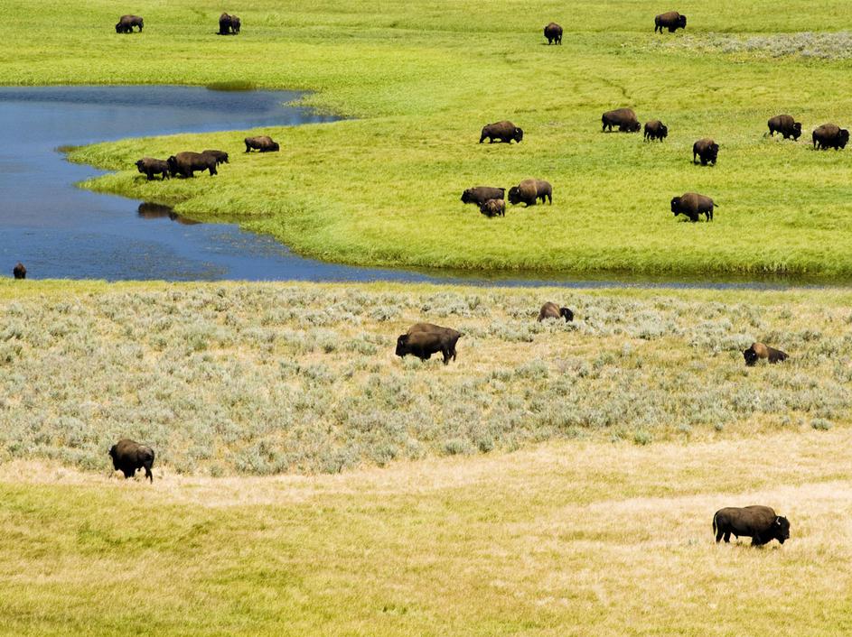 Narodni park Yellowstone, Wyoming, ZDA