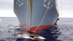 Japonska trdi, da je populacija nekaterih vrst kitov dovolj velika za komercialn