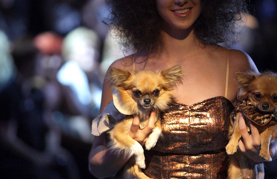 modna revija, čivave