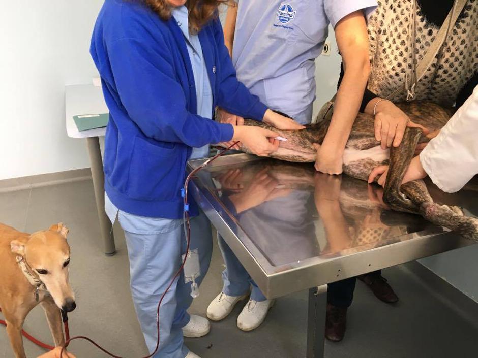 Hrtji svet | Avtor: Branka Foršček, Hrtji svet