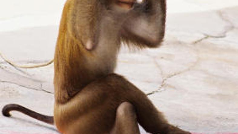 Včasih so celo opice bolj uglajene kot ljudje ...