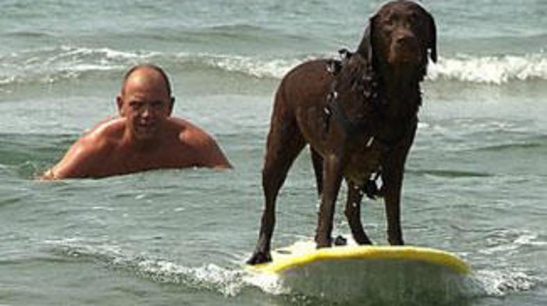 Čokoladni labradorec obvlada deskanje.