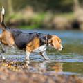 pes ob vodi
