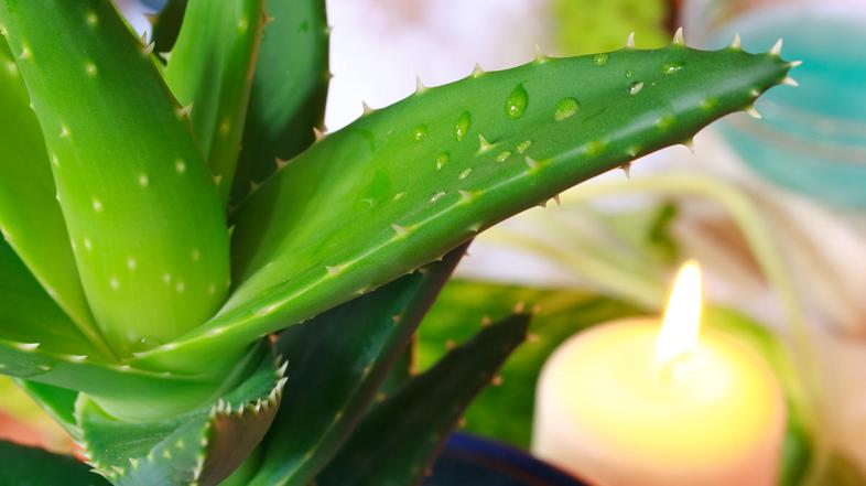 Sveže. (Foto: Shutterstock)