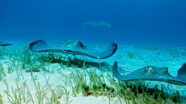 Skati so lahko nevarni, če se čutijo ogrožene.