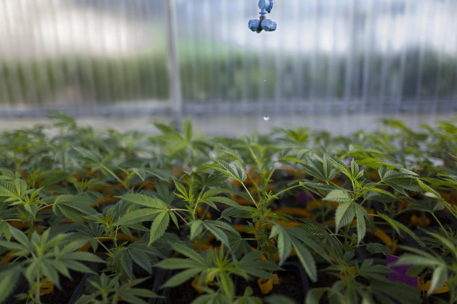 medicinska konoplja | Avtor: EPA