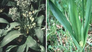 Zamenjave med užitnim čemažem (levo) in strupenim jesenskim podleskom (desno) so