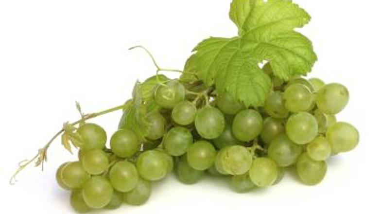 Najpogostejši v naših vinogradih.